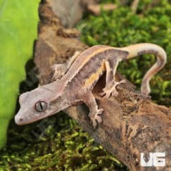Baby Lilly White Red Pinstripe Crested Geckos For Sale - Underground Reptiles