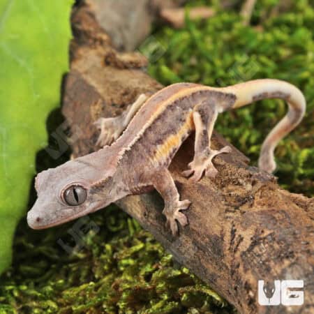 Baby Lilly White Red Pinstripe Crested Geckos For Sale - Underground Reptiles
