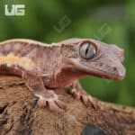 Baby Lilly White Red Pinstripe Crested Geckos For Sale - Underground Reptiles