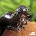 Black Sumbawa Millipedes (Juliformia sp. Black Sumbawa) For Sale - Underground Reptiles