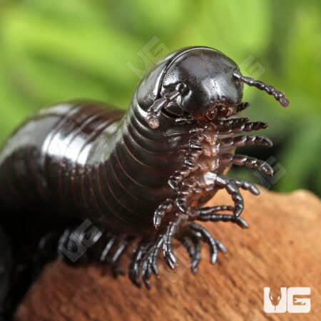 Black Sumbawa Millipedes (Juliformia sp. Black Sumbawa) For Sale - Underground Reptiles