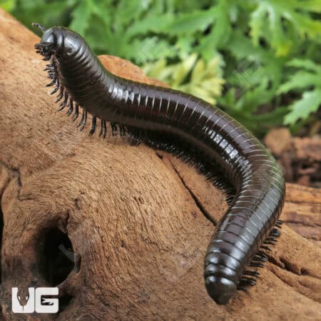 Black Sumbawa Millipedes (Juliformia sp. Black Sumbawa) For Sale - Underground Reptiles