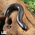 Black Sumbawa Millipedes (Juliformia sp. Black Sumbawa) For Sale - Underground Reptiles