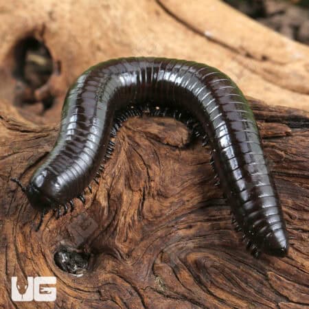 Black Sumbawa Millipedes (Juliformia sp. Black Sumbawa) For Sale - Underground Reptiles