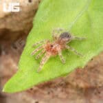 Brazilian White Knee Tarantulas For Sale - Underground Reptiles