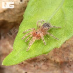 Brazilian White Knee Tarantulas For Sale - Underground Reptiles