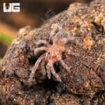 Brazilian White Knee Tarantulas For Sale - Underground Reptiles