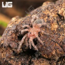 Brazilian White Knee Tarantulas For Sale - Underground Reptiles