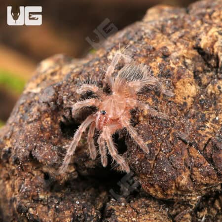 Brazilian White Knee Tarantulas For Sale - Underground Reptiles