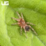 Brazilian White Knee Tarantulas For Sale - Underground Reptiles