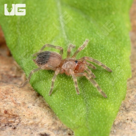 Brazilian White Knee Tarantulas For Sale - Underground Reptiles