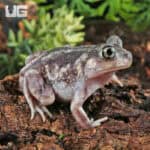 Baby Eastern Spadefoot Toad (Scaphiopus holbrookii) For Sale - Underground Reptiles