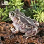 Baby Eastern Spadefoot Toad (Scaphiopus holbrookii) For Sale - Underground Reptiles