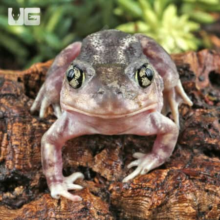 Baby Eastern Spadefoot Toad (Scaphiopus holbrookii) For Sale - Underground Reptiles