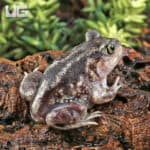 Baby Eastern Spadefoot Toad (Scaphiopus holbrookii) For Sale - Underground Reptiles