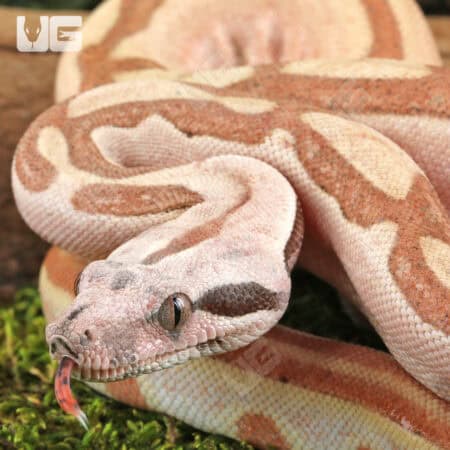 Female Jungle Labrinth Poss Het Albino Anery Boa For Sale - Underground Reptiles
