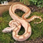Female Jungle Labrinth Poss Het Albino Anery Boa For Sale - Underground Reptiles