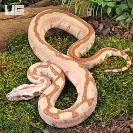 Female Jungle Labrinth Poss Het Albino Anery Boa For Sale - Underground Reptiles