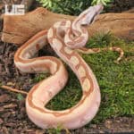 Female Jungle Labrinth Poss Het Albino Anery Boa For Sale - Underground Reptiles