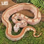 Female Jungle Labrinth Poss Het Albino Anery Boa For Sale - Underground Reptiles