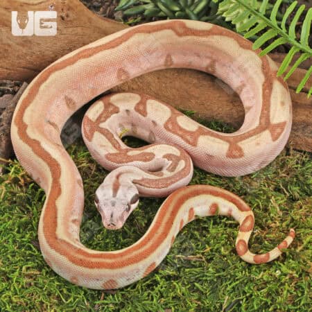 Female Jungle Labrinth Poss Het Albino Anery Boa For Sale - Underground Reptiles