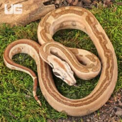 Female Jungle Labrinth Poss Het Albino Anery Boa For Sale - Underground Reptiles