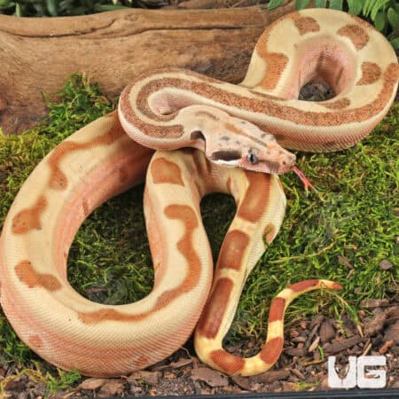 Female Labrinth Jungle Het Albino Boa - Underground Reptile
