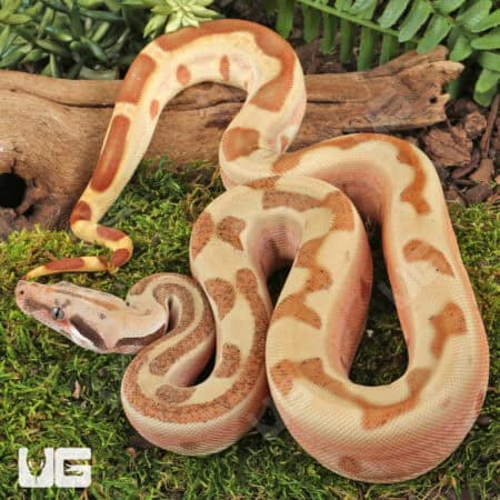 Female Labrinth Jungle Het Albino Boa - Underground Reptile