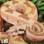 Female Labrinth Jungle Het Albino Boa - Underground Reptile