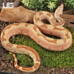 Female Labrinth Jungle Het Albino Boa - Underground Reptile
