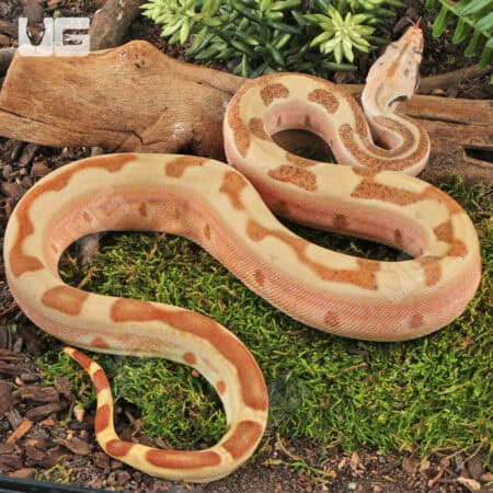 Female Labrinth Jungle Het Albino Boa - Underground Reptile