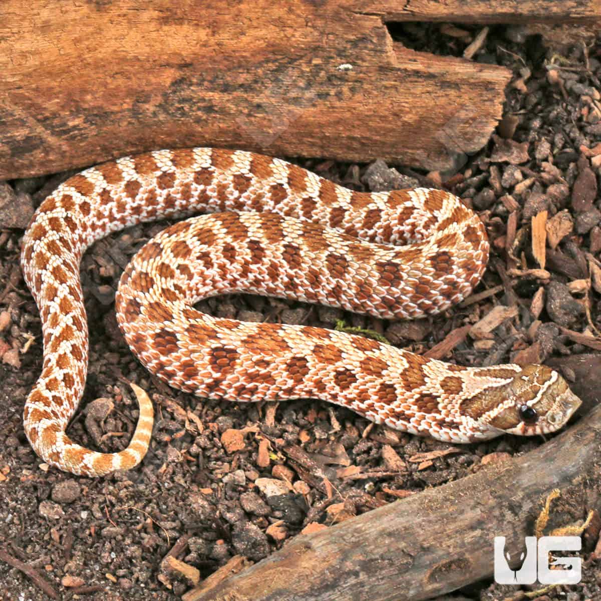 ug_Female Normal Het Pink Pastel Albino Western Hognose Snake_#24_1