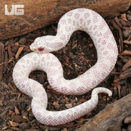 Western Hognose Snakes For Sale - Underground Reptiles