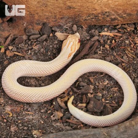 Western Hognose Snake on soil with wood debris, showcasing its distinctive upturned snout.