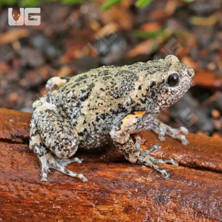Javanese Bullfrogs (Kaloula baleata) For Sale - Underground Reptiles