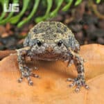 Javanese Bullfrogs (Kaloula baleata) For Sale - Underground Reptiles