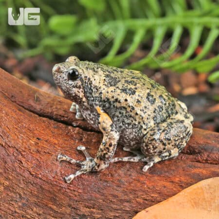 Javanese Bullfrogs (Kaloula baleata) For Sale - Underground Reptiles
