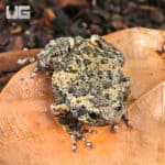Javanese Bullfrogs (Kaloula baleata) For Sale - Underground Reptiles