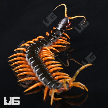Giant Fire Leg Centipede For Sale - Underground Reptiles