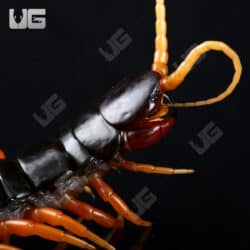 Giant Fire Leg Centipede For Sale - Underground Reptiles