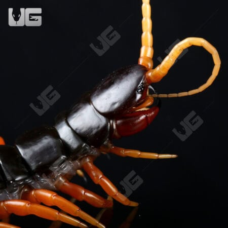 Giant Fire Leg Centipede For Sale - Underground Reptiles