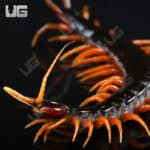 Giant Fire Leg Centipede For Sale - Underground Reptiles