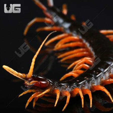 Giant Fire Leg Centipede For Sale - Underground Reptiles