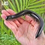 Giant Platinum Legged Millipede For Sale - Underground Reptiles