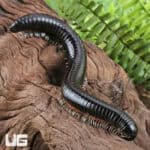 Giant Platinum Legged Millipede For Sale - Underground Reptiles
