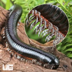 Giant Platinum Legged Millipede