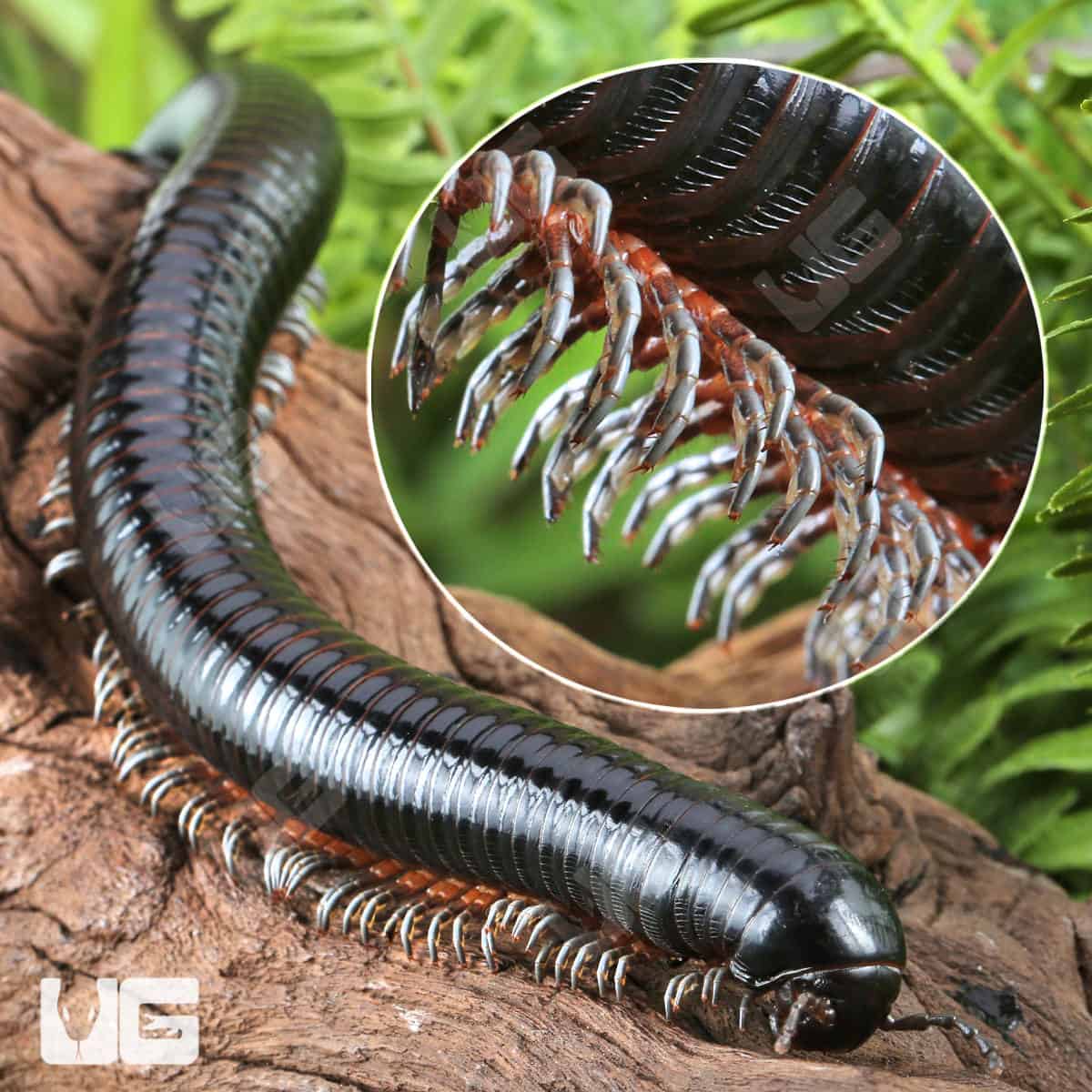 ug_Giant Platinum Legged Millipede_4