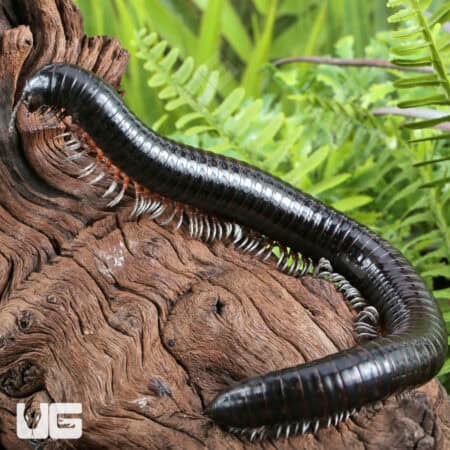 Giant Platinum Legged Millipede For Sale - Underground Reptiles