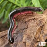 Gold Striped Pink Legged Millipede For Sale - Underground Reptiles