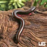 Gold Striped Pink Legged Millipede For Sale - Underground Reptiles